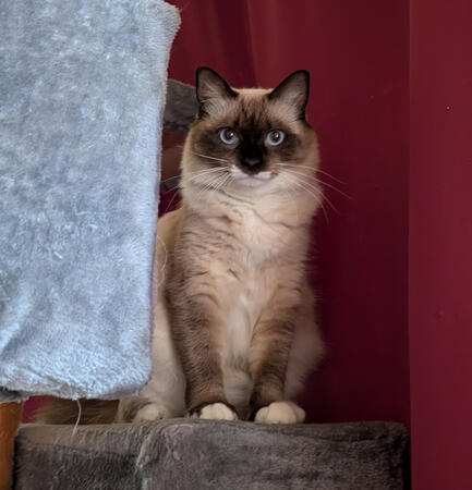 Jellybean rocking a spiked collar